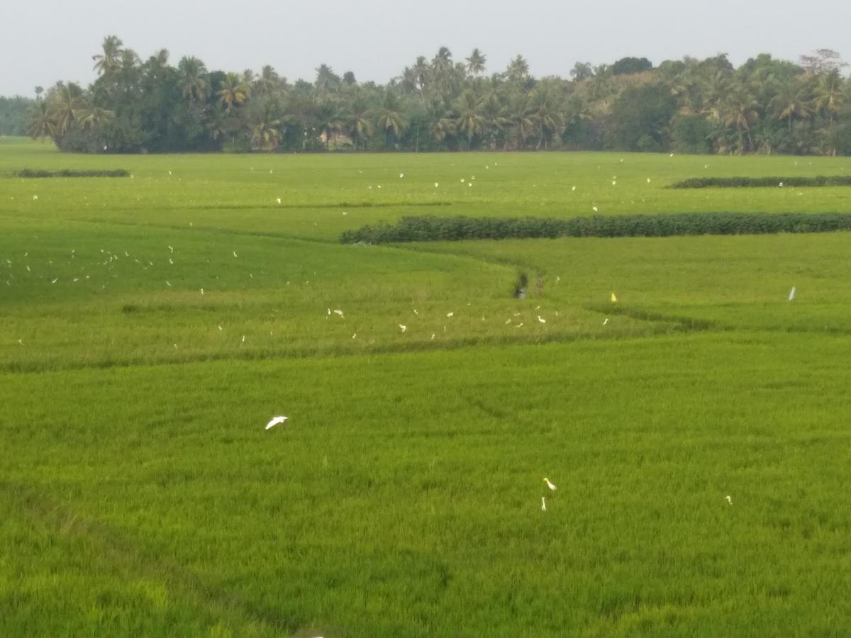 Pozhiyoram Ayurveda Beach Resort Alappuzha Esterno foto